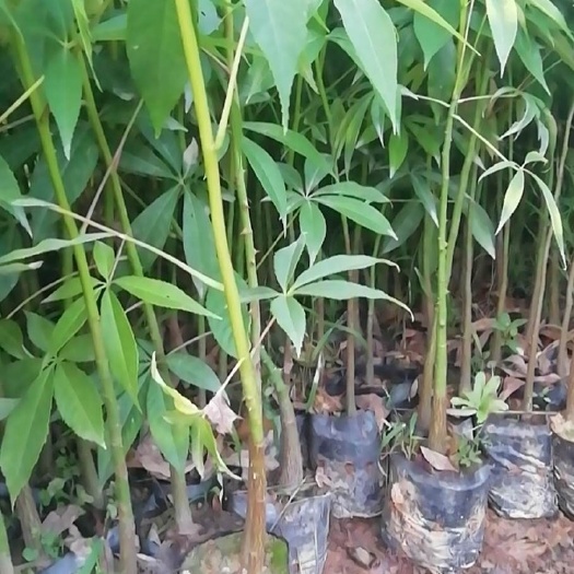  美丽木棉袋苗根系发达 抗风速生萌芽力强移植成活率高