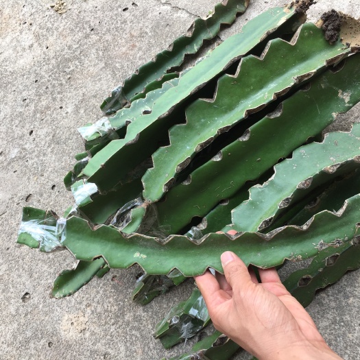 惠州黄皮火龙果苗 无刺黄龙嫁接苗