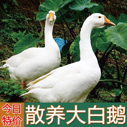 鹅肉类 农村散养土鹅现杀新鲜老鹅青年鹅草鹅大白鹅一件代发包邮