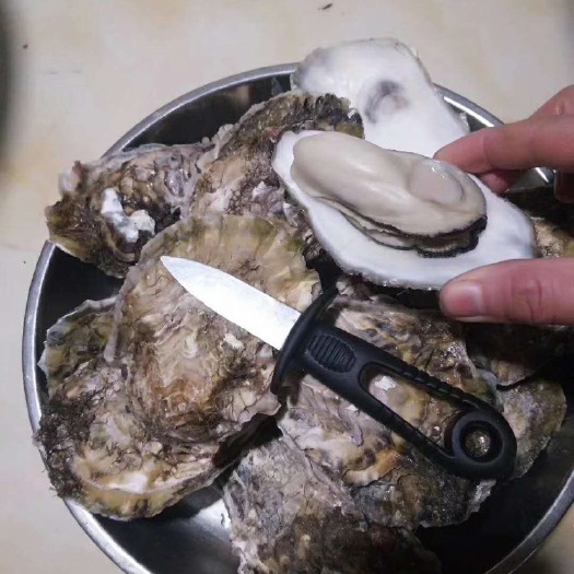 东港市大连生蚝 海水 通货 鲜活水产