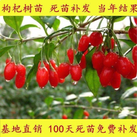 新宾县枸杞苗  出售枸杞树苗，质量保证，南北方均可种植，抗寒耐旱，当年结果