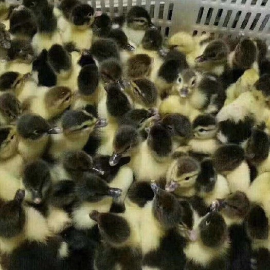 南宁黑番鸭苗