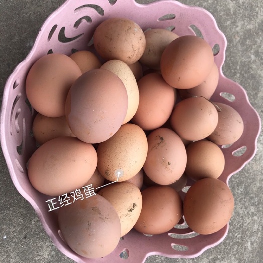 上海 正经的鸡，生出来正经的鸡蛋