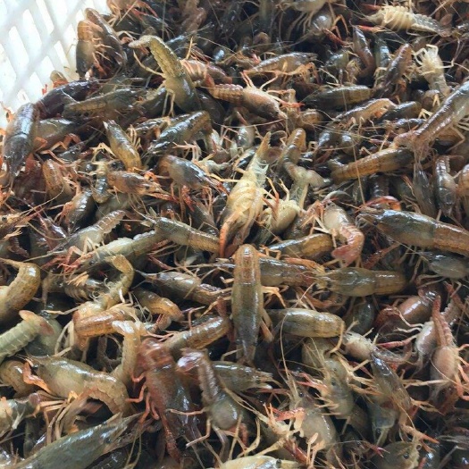 洪湖市小龙虾苗