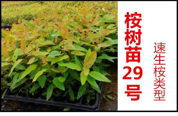 大新县DH3229桉树 0.5米以下
