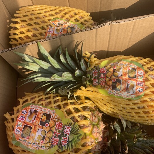 嘉兴 凤梨