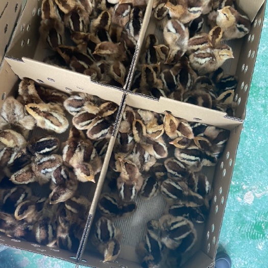 广州 麻六鸡苗，