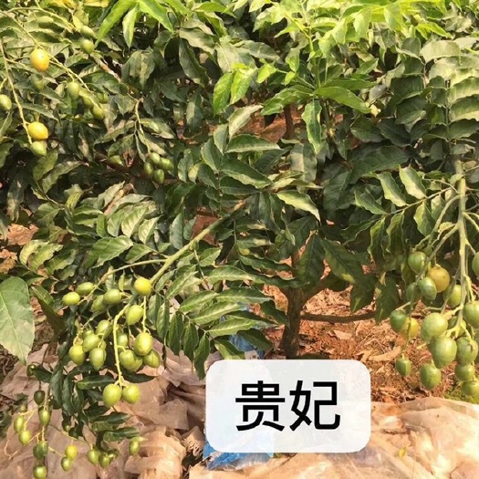 灵山县贵妃黄皮果苗