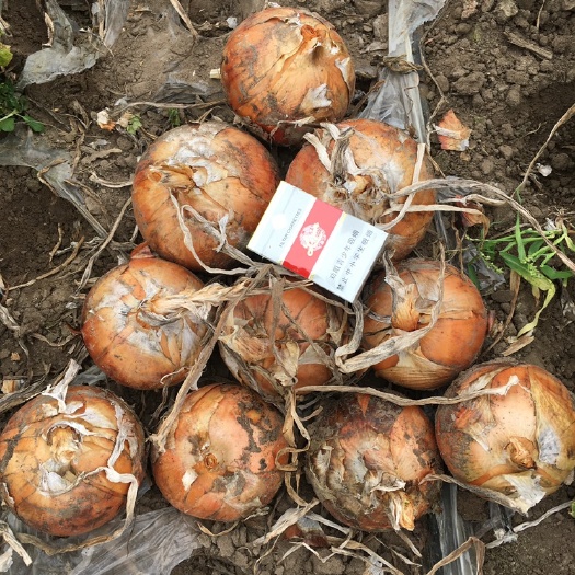 齐齐哈尔黄皮洋葱 7~8cm