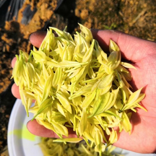 雅安黄金芽茶苗 黄金茶苗批发