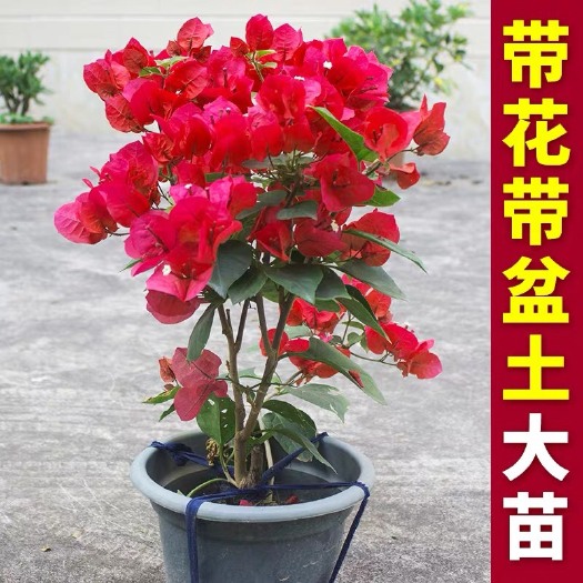 平邑县 重瓣三角梅树桩苗室内绿植盆栽花卉庭院爬藤植物四季开花不断好养