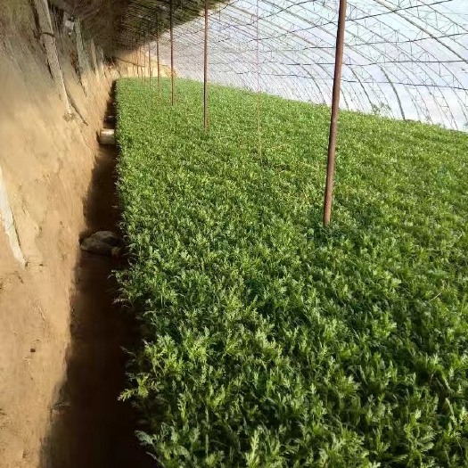 沈阳 精品茼蒿