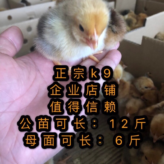 南宁 K九，麻黄鸡苗包邮，包技术指导，诚信经营