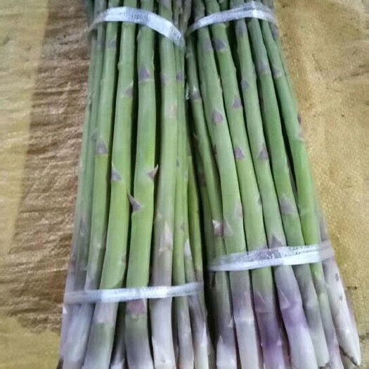 连云港 芦笋出售，现阶段上市，欢迎客户长期联系