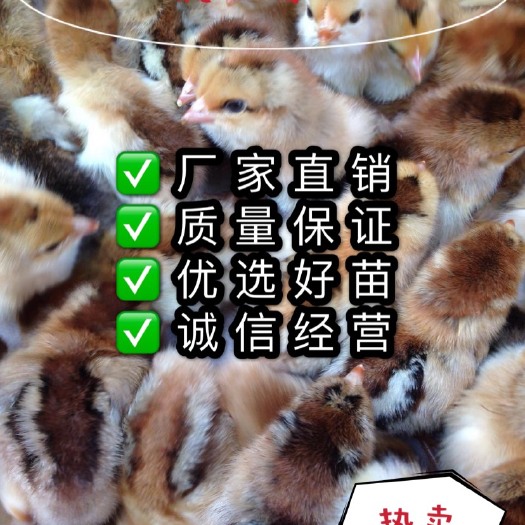 南宁三黄鸡苗  鸡苗，三黄鸡，良凤花质量保证，厂家直销