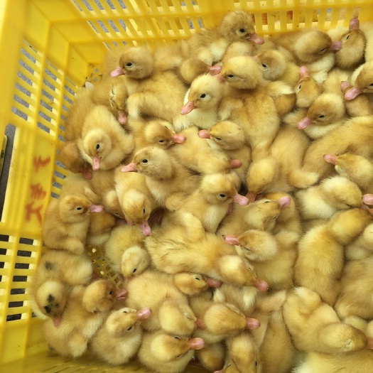 南宁 桂柳白鸭苗