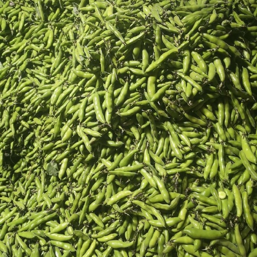 简阳市 简阳蚕豆，颗粒饱满