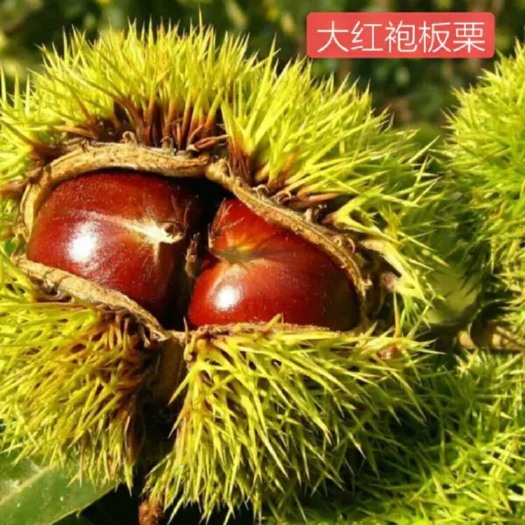 平邑县 嫁接大红袍板栗树苗 南北方种植盆栽地栽当年结果