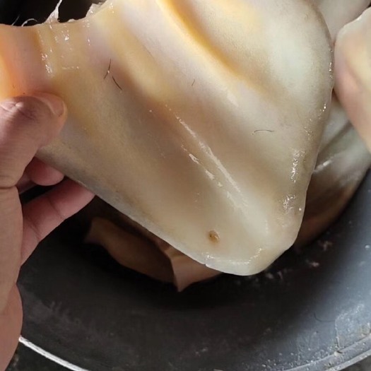 阳信县 精品牛耳，厂家一手信誉第一