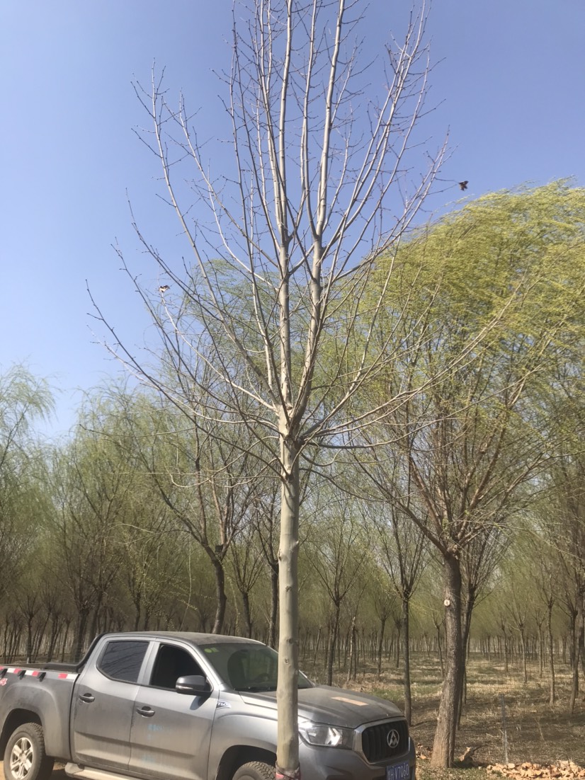 速生法桐