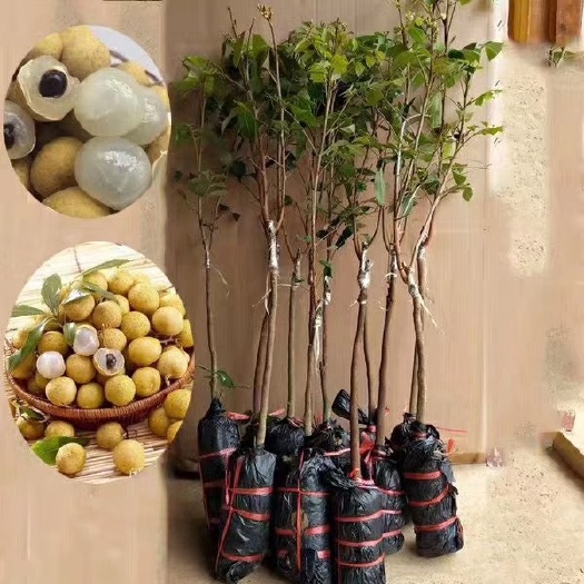 灵山县 正宗嫁接龙眼苗树石硖南方种植当年结果桂圆苗