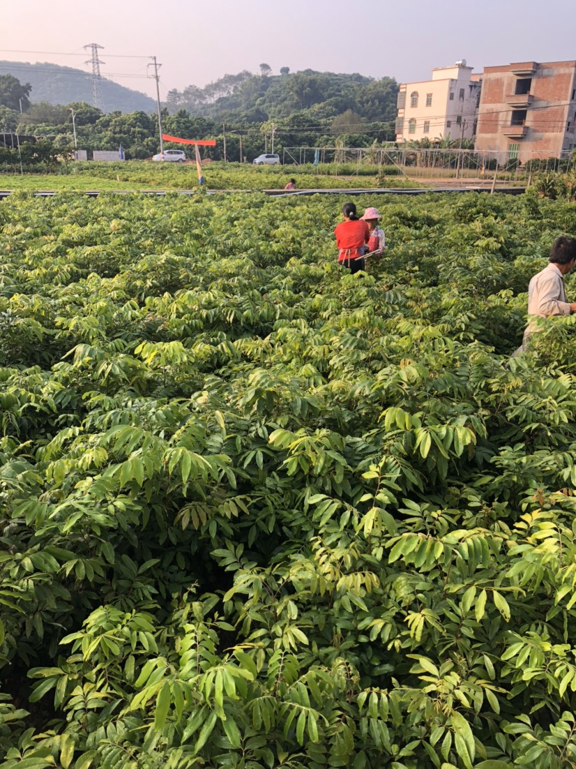 储良，石硖，古山二号，泰国红龙眼四季龙眼苗  高州茂北果苗