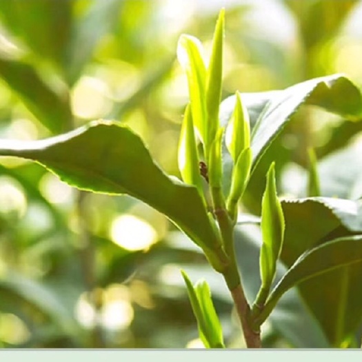 大悟名茶 新茶上市