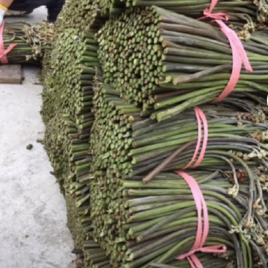 大关县野生蕨菜 价格可聊 质量从优
