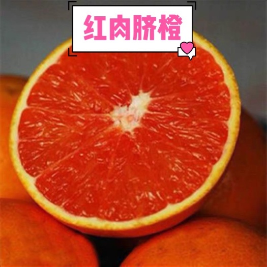 上海红肉脐橙苗 红肉脐橙！汁多、红肉、超好吃！包成活、包品种