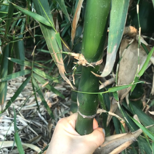 桂平市佛肚竹罗汉竹成年大佛肚竹佛肚竹罗汉竹成年大佛肚竹农