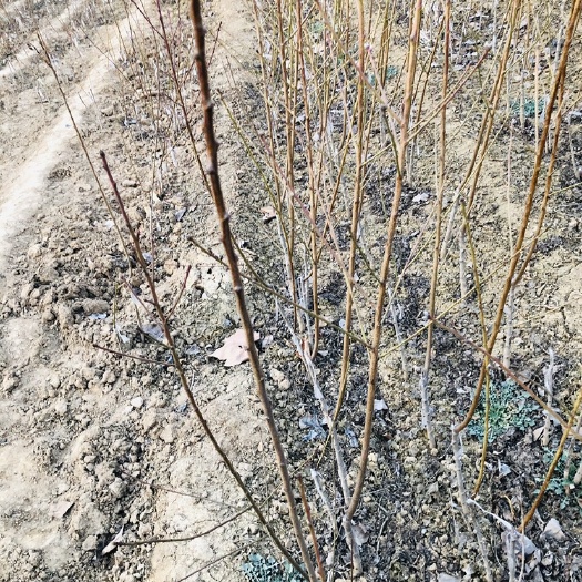 平邑县 自家地里的核桃苗