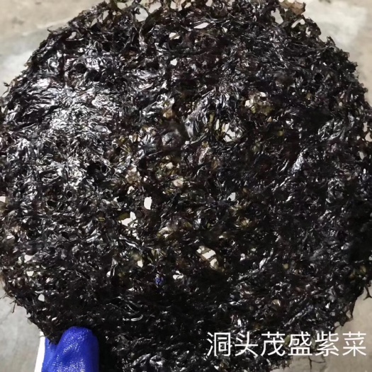温州霞浦紫菜 人工养殖