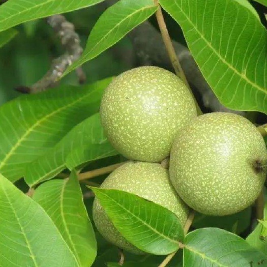 平邑县 核桃苗 8518薄皮核桃苗 基地现挖现发 