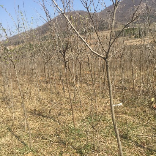 莒南县流苏树 1.2米左右分杆，5年苗