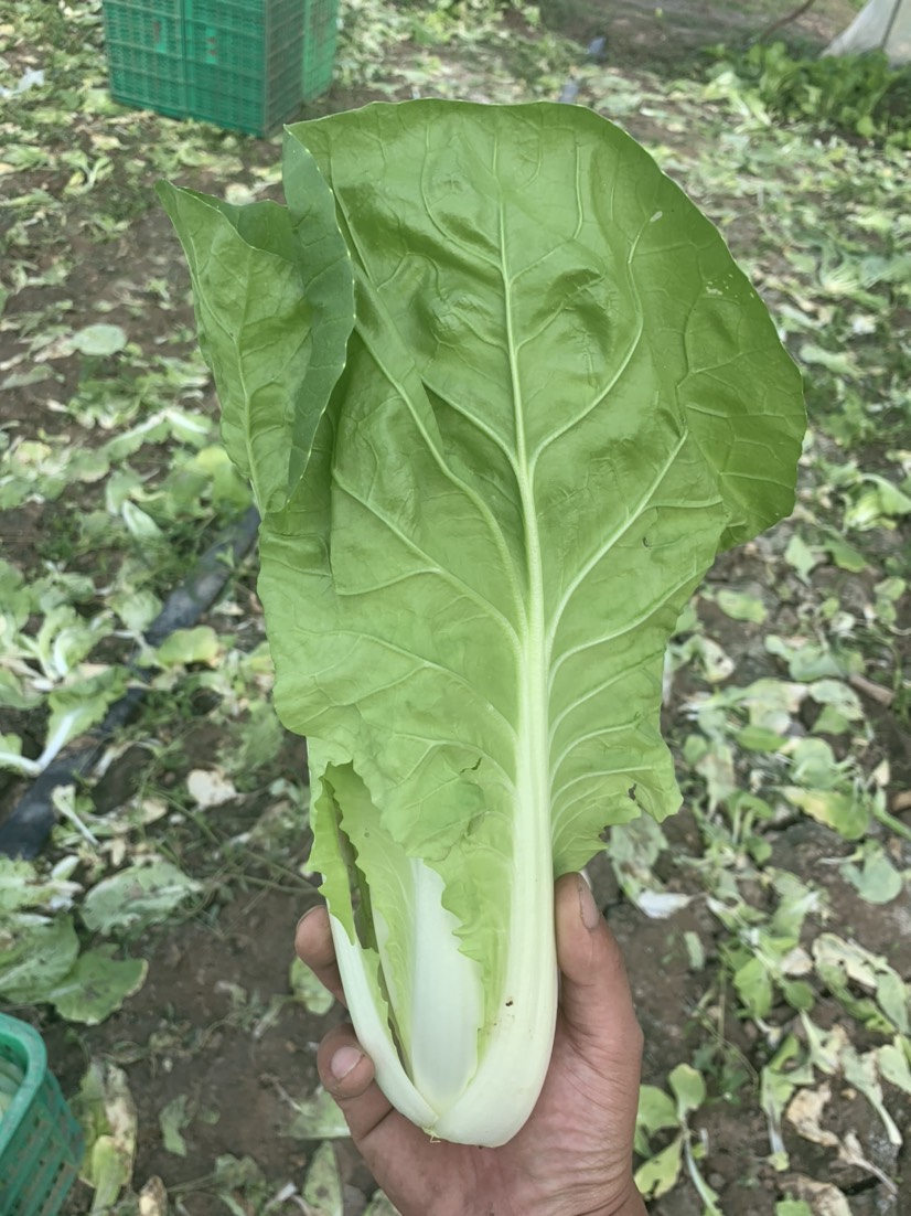 精品毛白菜，速生小白菜，杭白菜，高端品质，日供货量可达每日