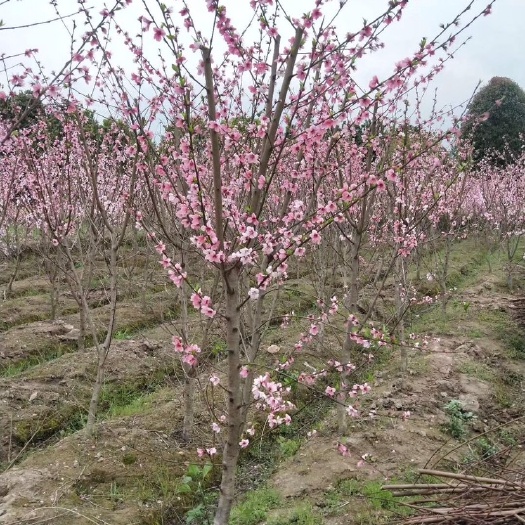金华水蜜桃苗 水蜜桃