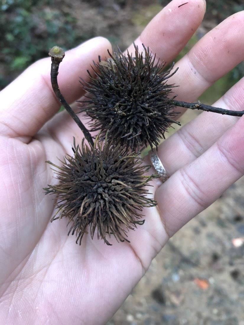 枫树球:又称路路通,六六通,具有祛风*络,利水通经