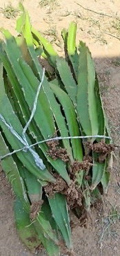 醴陵市红心火龙果苗 红心火龙果