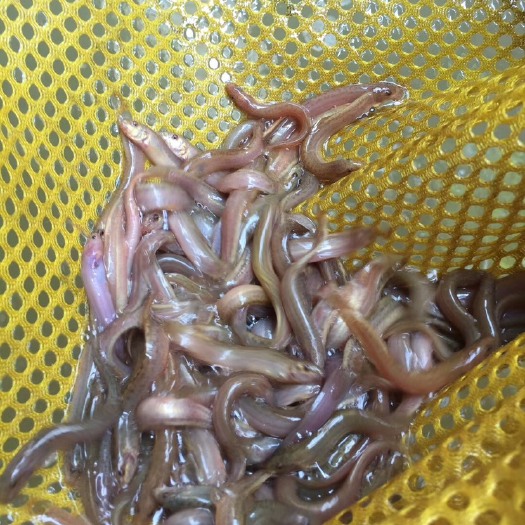 南宁泥鳅苗  长期供应，泥鳅鱼苗，吃料生猛，快大苗，欢迎养殖户订购