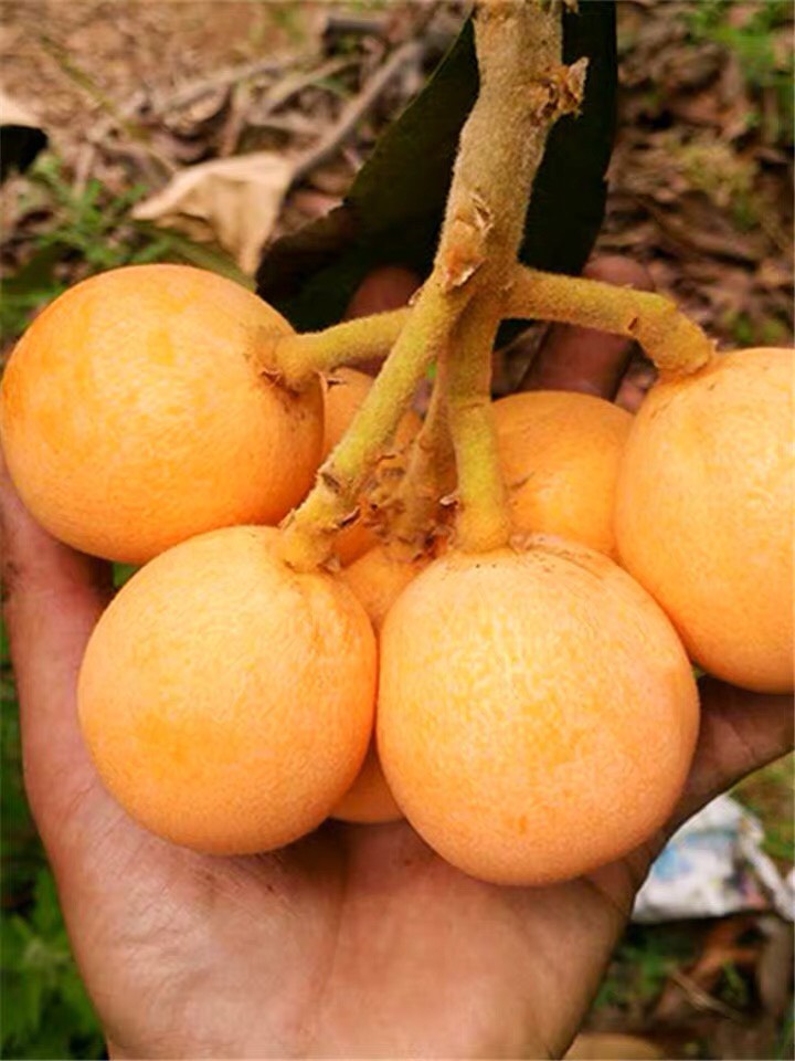  枇杷苗嫁接无核大五星枇杷树苗果树南方北方种植盆栽地栽当年结果