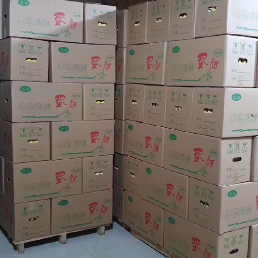 红安县 大量供应各种鸡蛋