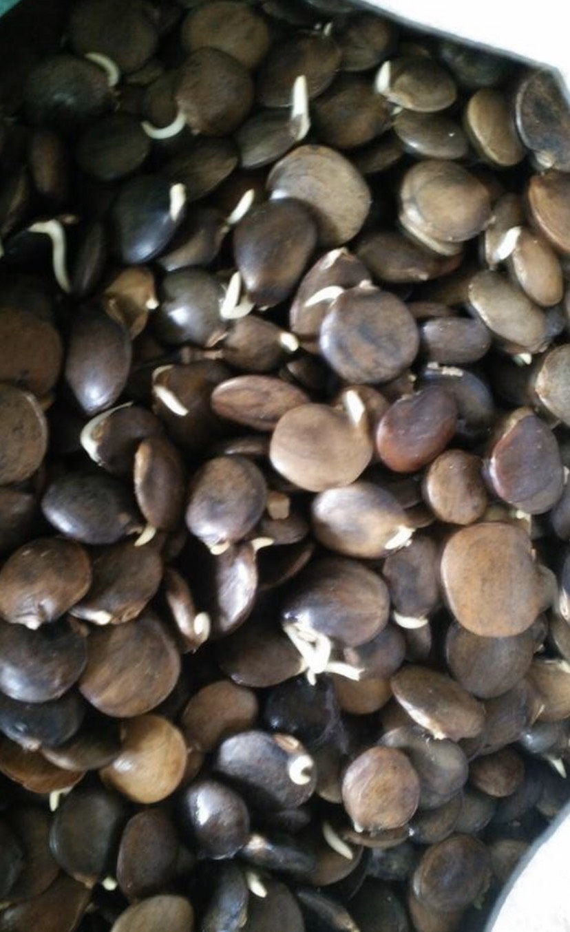 泰安紫藤种子，产地直供，保证出芽率，另有紫藤小苗出售