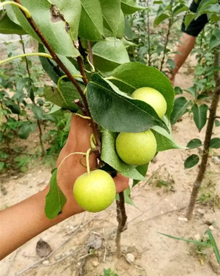  新品種果樹苗梨子樹苗特大梨樹苗甜脆秋月梨南方北方庭院花盆種植