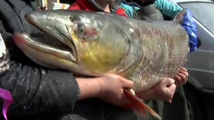 鳡鱼 鱤鱼 赶鱼 活体可下路亚钓15到35斤