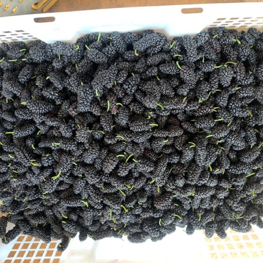 攀枝花攀枝花黑桑葚 四川盐边鲜桑椹！品质优良 产地代办 保质保量 诚信经营