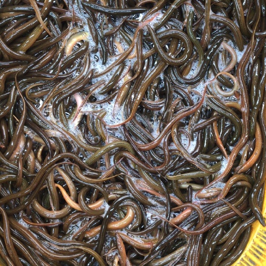 自贡黄鳝苗