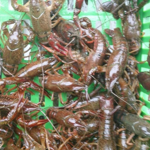 重庆市龙虾苗