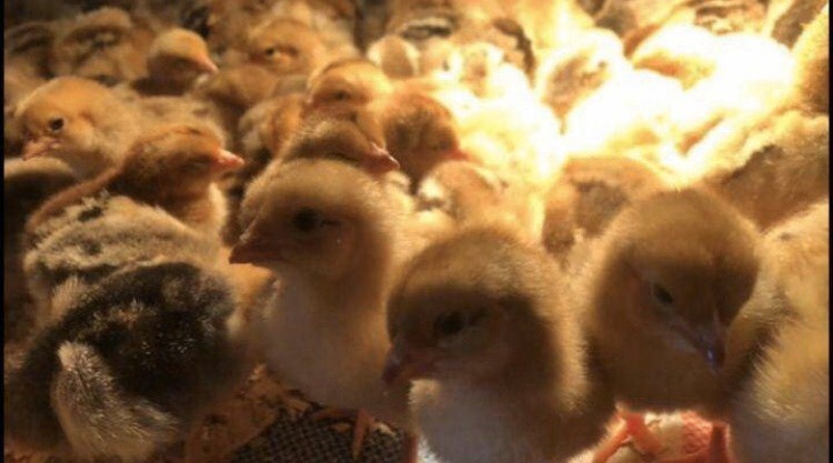 南宁 肉鸡苗