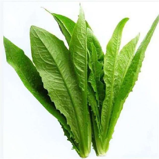 邯郸 油麦菜