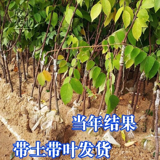 普宁市 杨桃树果苗四季果甜杨桃树苗嫁接苗酸杨桃苗盆景阳台庭院地栽种植